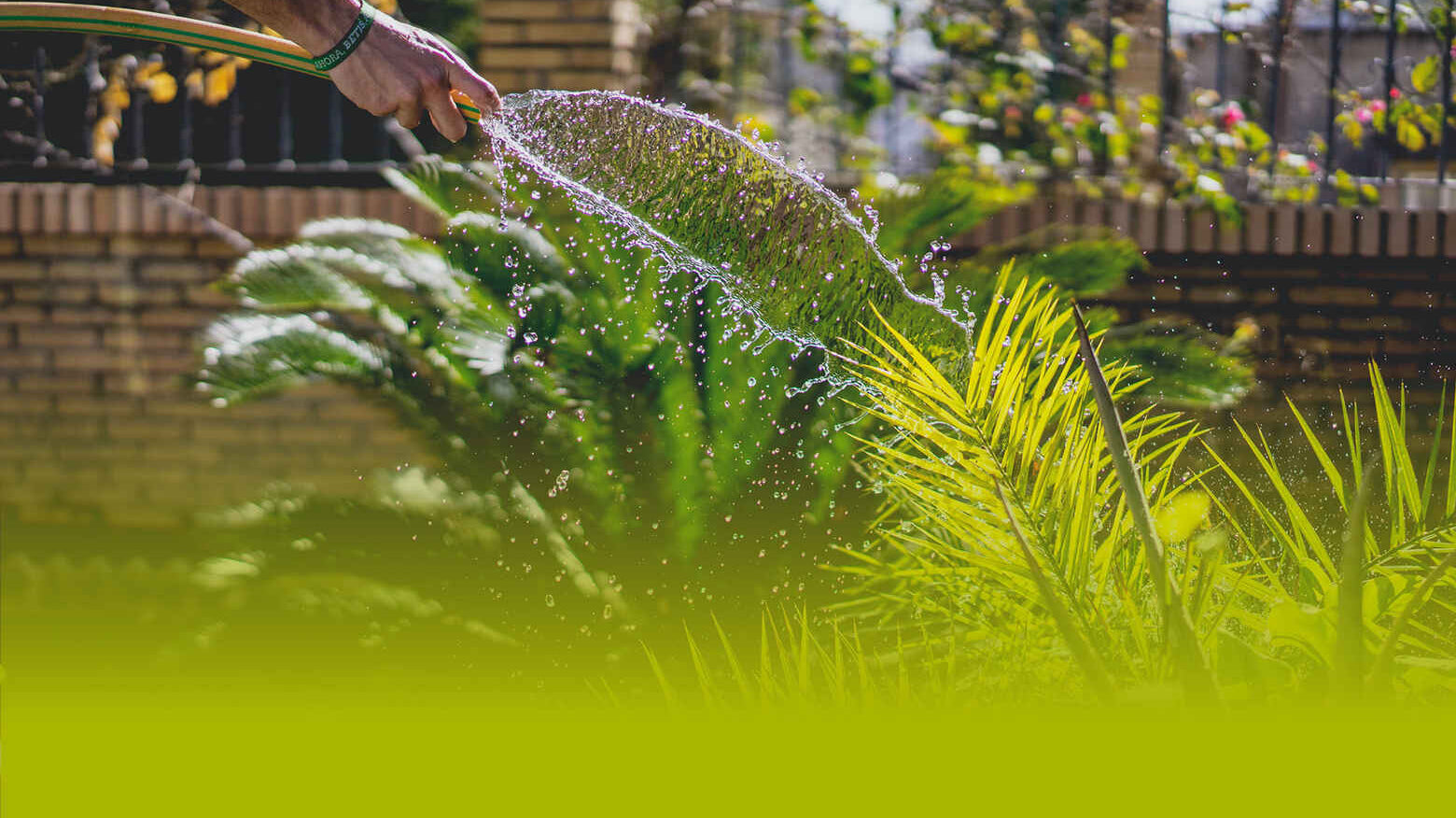 A hand watering lush green plants with a garden hose, creating a spray of glistening water droplets, set against a sunny brick wall backdrop.