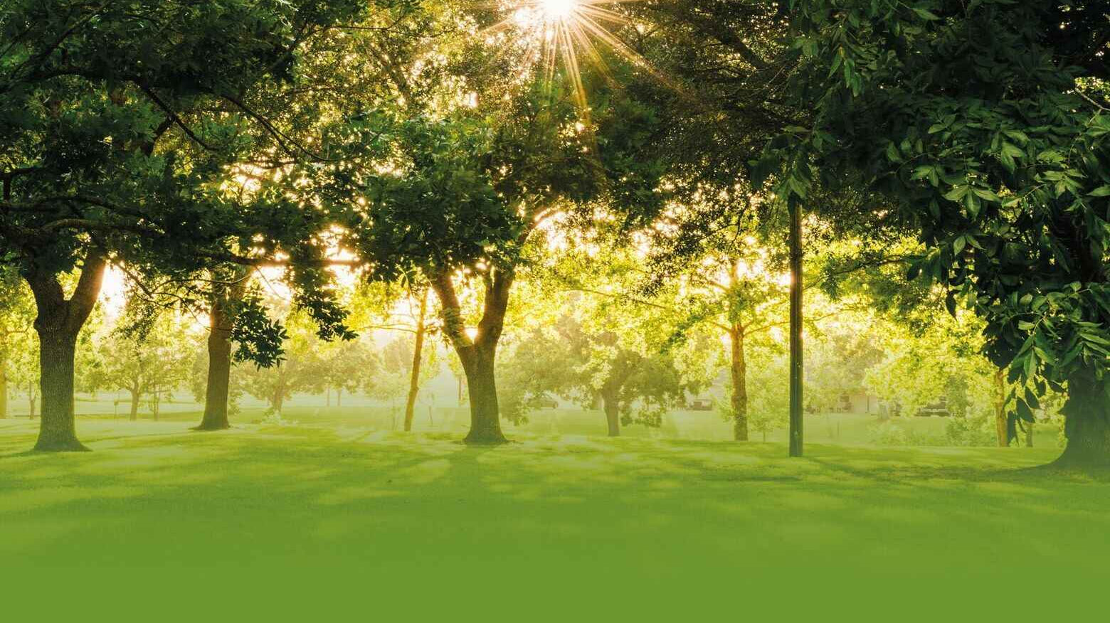 Sunlight filters through a lush, green canopy of trees in a serene park. The warm glow creates a peaceful and inviting atmosphere.