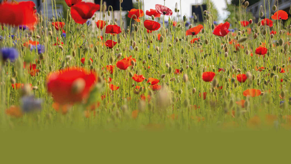 Stylish Rewilding How To Add Colour To Your Garden PartyLite