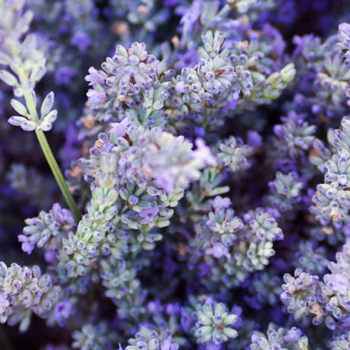 Lavender Candle Scents