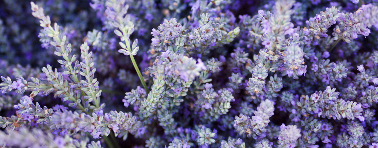 Lavender Candle Scents