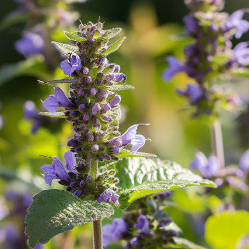 Patchouli Candle Scents