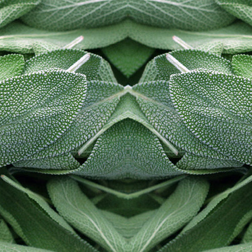Sage Candle Scents