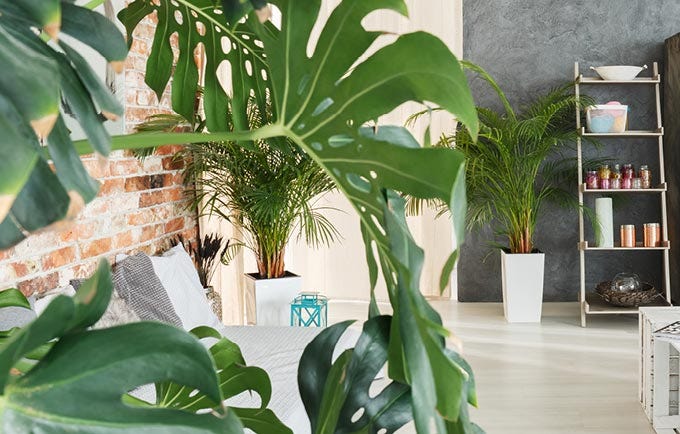Potted houseplant with candles on the shelves in the background