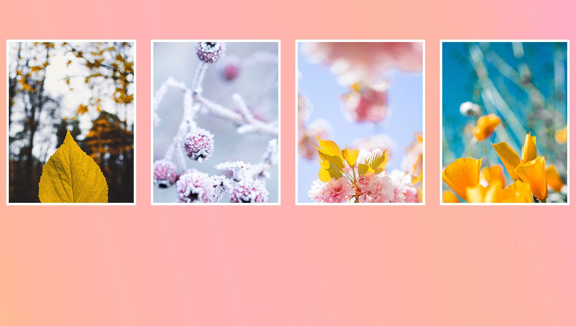 Leaves and flowers during fall, winter, spring and summer.