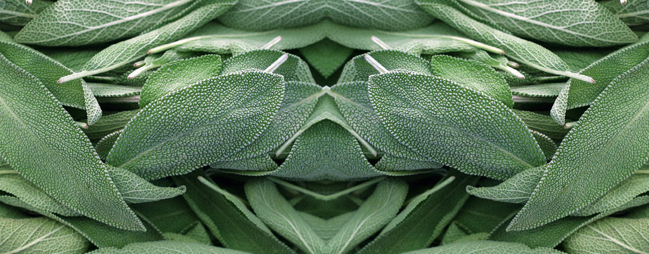 Sage Candle Scents