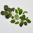 Garden Mint Universal Tealight® Candles - PartyLite US